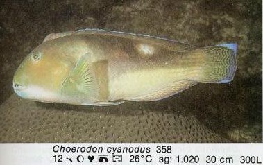 Choerodon cyanodus